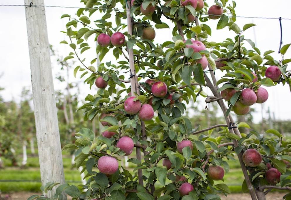Lambda cyhalothrin insecticide cancelled for apples and peaches the